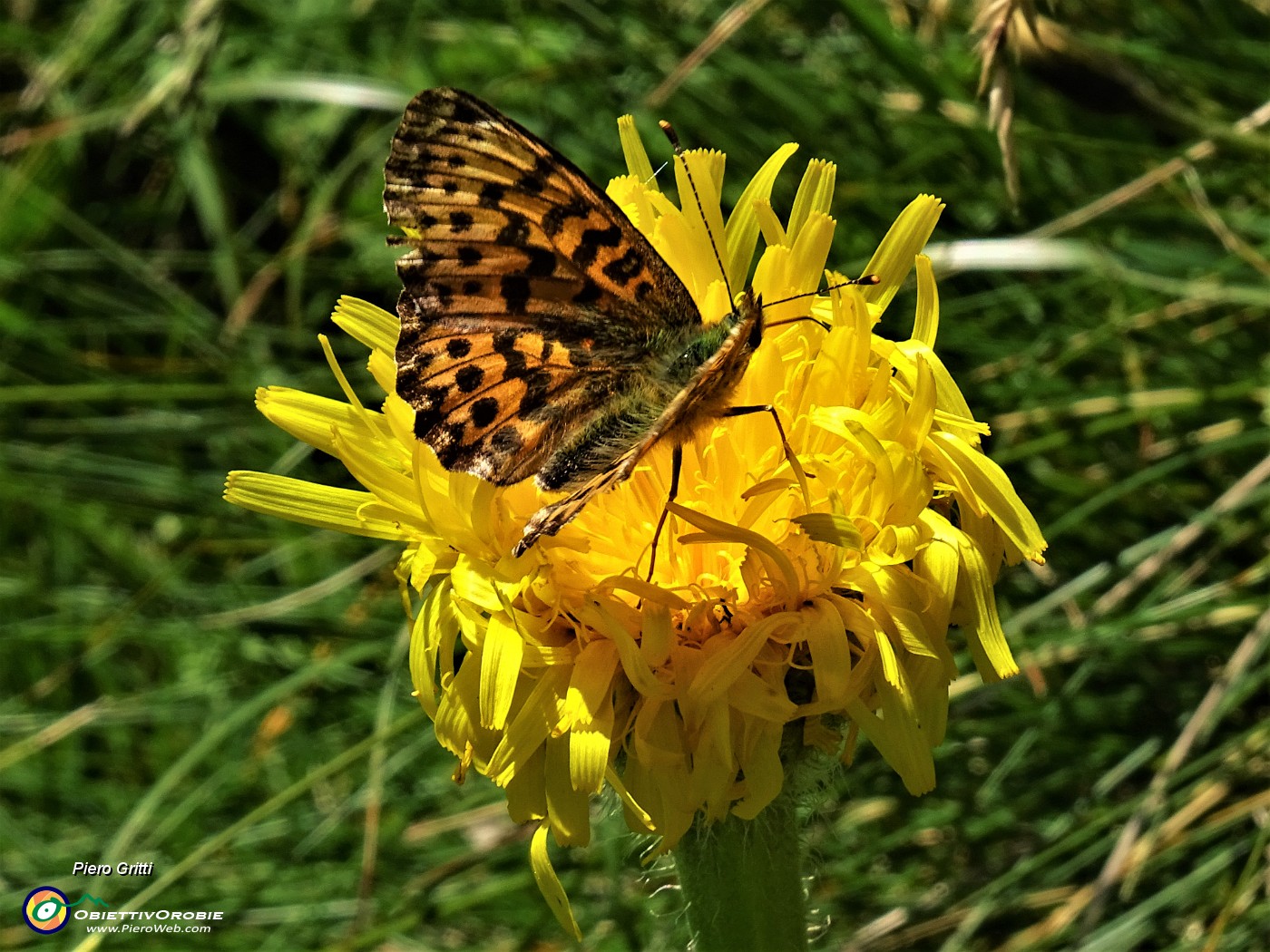 04 Bolonia selene su Crepis pontana nel canalino ripido erboso di discesa da creste di Budria.JPG